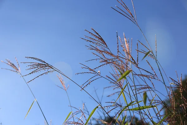 Bloeiende gras met Blue Sky achtergronden — Stockfoto