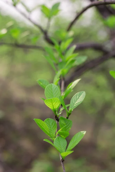 Spring leaves — Stock Photo, Image