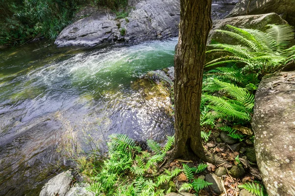 Waterfall in rain forest — Stock Photo, Image