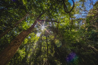 Arkasında güneş olan orman