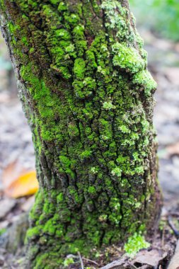 Yosun ve liken kabuk kaplı