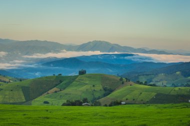 Yeşil pirinç tarlası