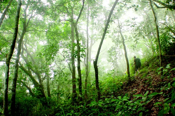 Ung kvinna promenad i regnskogen — Stockfoto