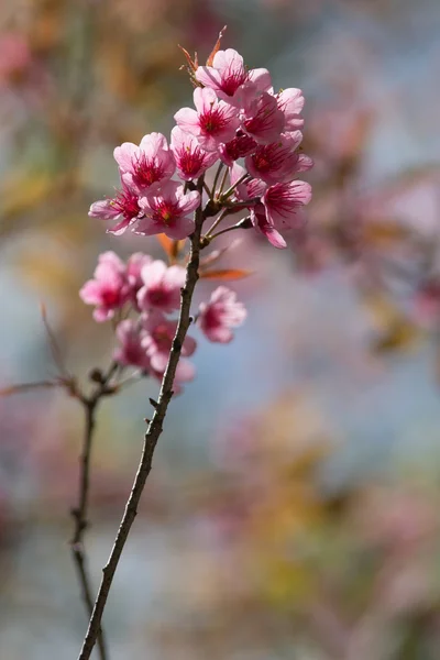 Cherry blossom — Stock Photo, Image