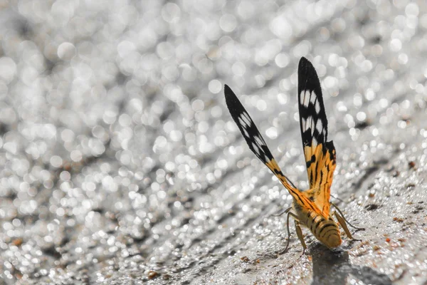 Strakaté motýl zlatý smyčka — Stock fotografie