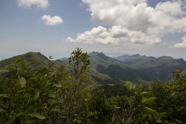 Canopy forestal — Foto de Stock