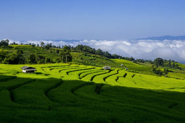 Rolling green hills and rice field — Stock Photo, Image