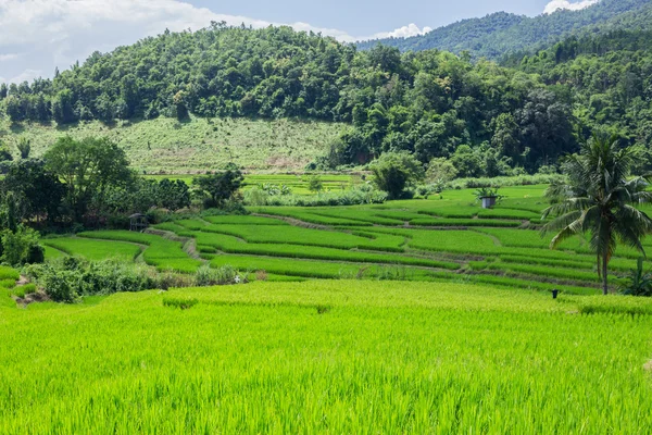 Sanfte grüne Hügel und Reisfelder — Stockfoto