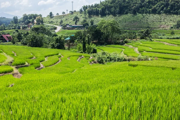 Rolling green hills and rice field — Stock Photo, Image
