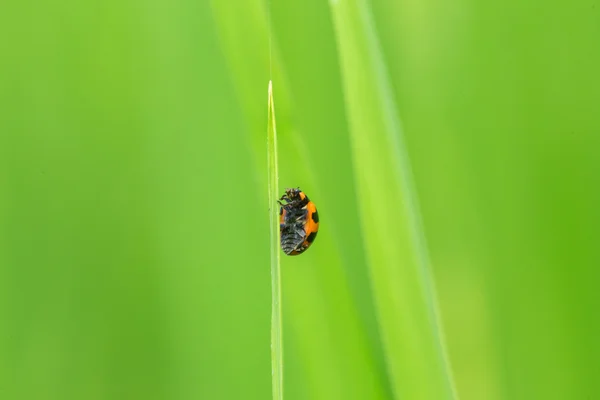 Nyckelpiga — Stockfoto