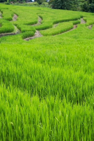 Colinas verdes rodantes y campo de arroz — Foto de Stock