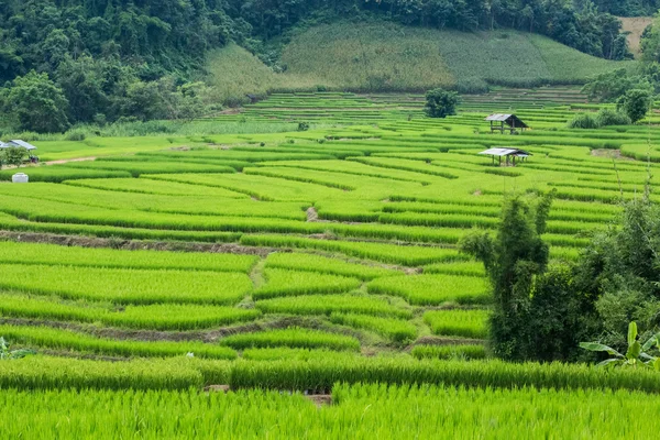 Colinas verdes rodantes y campo de arroz — Foto de Stock