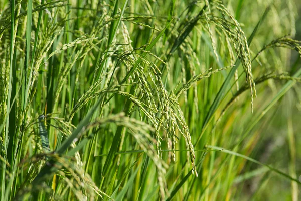 Rice field — Stock Photo, Image