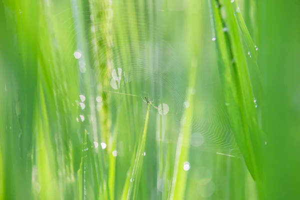 Insectos en el arrozal verde joven —  Fotos de Stock