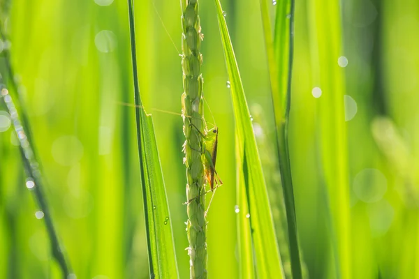 Insect on young green paddy — Stock Photo, Image