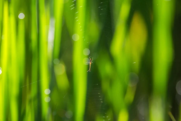 Insekt på unga gröna paddy — Stockfoto