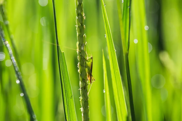 若い緑の水田の上の虫 — ストック写真