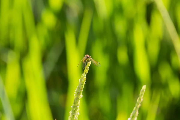 Insect on young green paddy — Stock Photo, Image