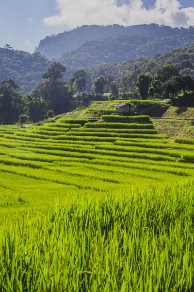 Campo de arroz verde — Foto de Stock