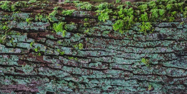 Moss and Lichen covered bark — Stock Photo, Image