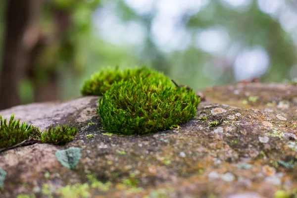 Mos en korstmos gedekt schors — Stockfoto