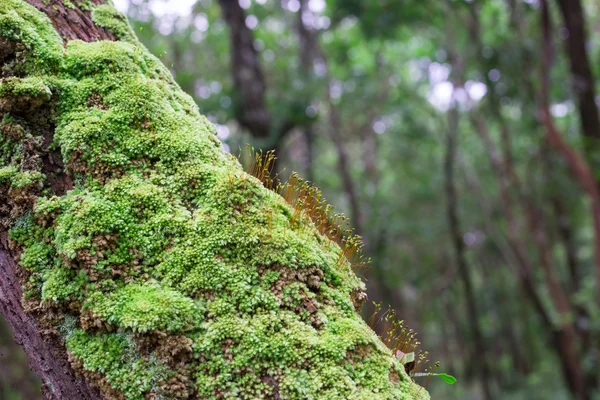 Mossa och lav omfattas bark — Stockfoto