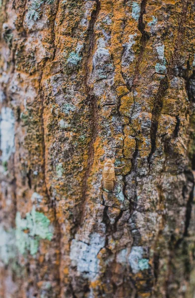 Corteza cubierta de musgo y liquen — Foto de Stock