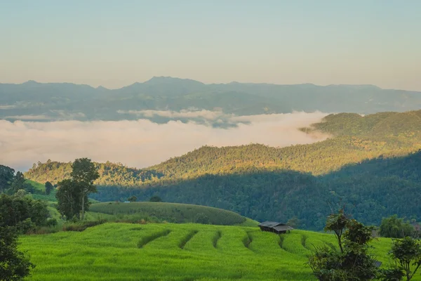 Green rice field — Stock Photo, Image