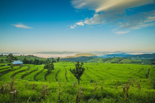 Green rice field — Stock Photo, Image