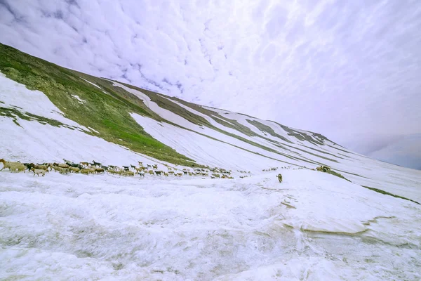 Schapen op besneeuwde gletsjers — Stockfoto