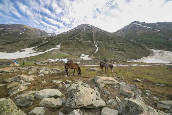 在山中放牧马匹 — 图库照片