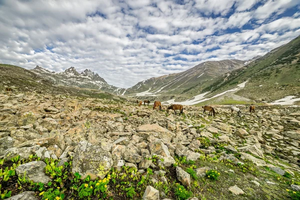 Grazing horses in the mountains — Stock Photo, Image