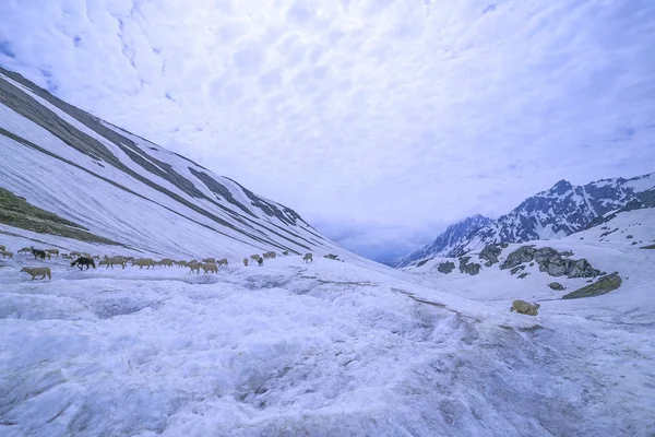 Ovce na mohutné ledovce — Stock fotografie