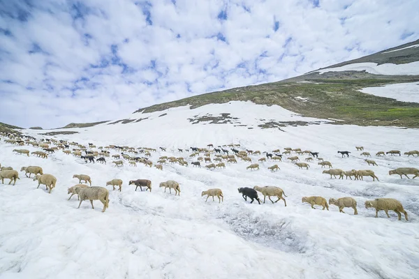 Sheep walk on snow — Stock Photo, Image