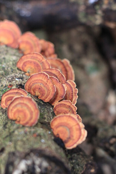 Mushroom in the forest