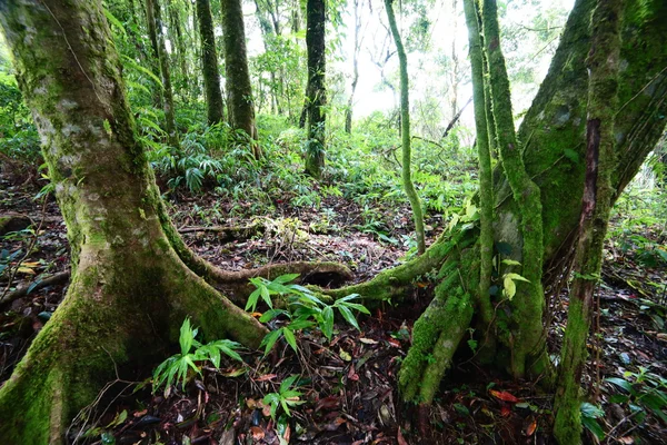 Hutan di musim semi — Stok Foto