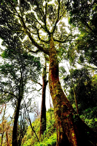 Pohon di hutan hujan — Stok Foto