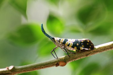 Lanternflies böcek
