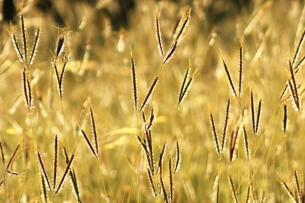 Sole mattutino splendente sui fiori selvatici — Foto Stock