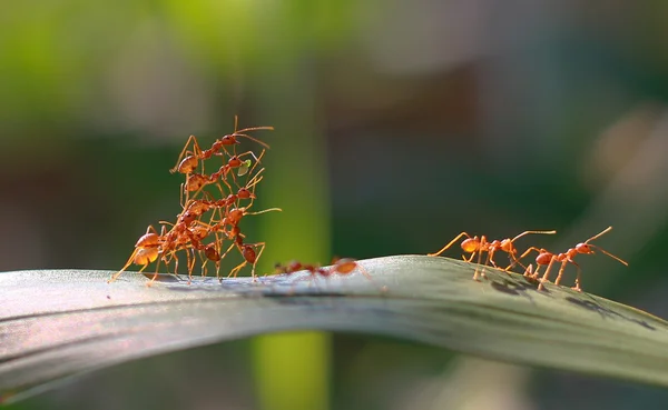 Κόκκινο μυρμήγκι — Φωτογραφία Αρχείου