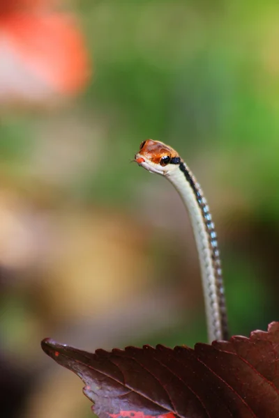 Serpiente — Foto de Stock