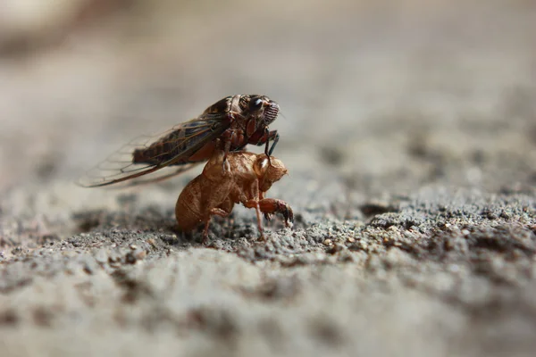 Cicada Emerging. — Stock Photo, Image