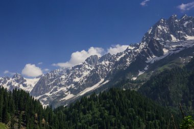 Çam ormanı ile kar dağ
