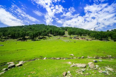 Yeşil tepeler ve sığır