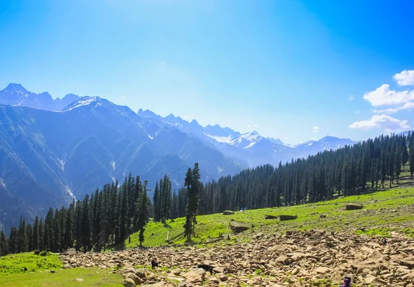 Snow Mountains and pine trees — Stock Photo, Image