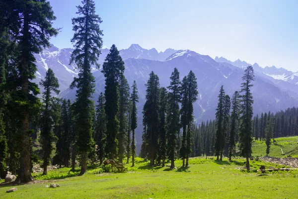 Foresta di pino — Foto Stock