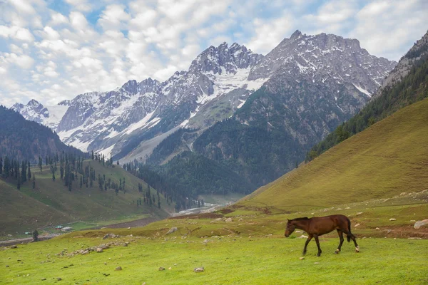 Pasoucí se koně v horách — Stock fotografie