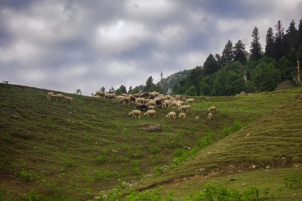 Sheep on hill — Stock Photo, Image