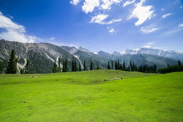 Campo verde con le montagne — Foto Stock