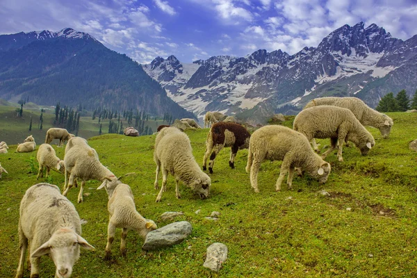 Grazing Goat and Sheep in the mountains — Stock Photo, Image